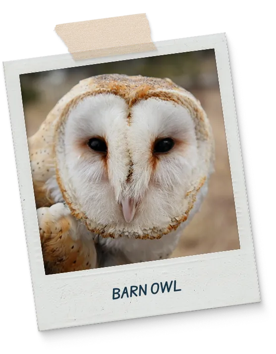 Barn owl polaroid