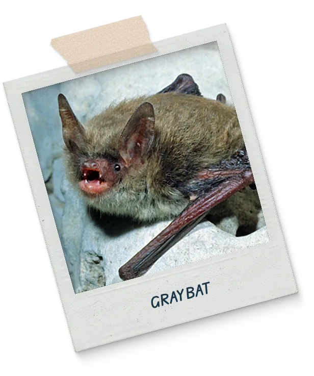 Gray bat polaroid