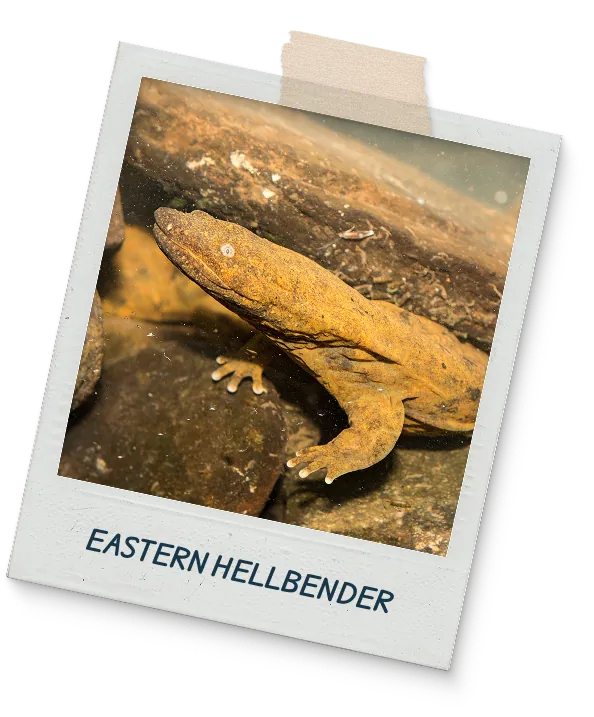 Eastern hellbender polaroid