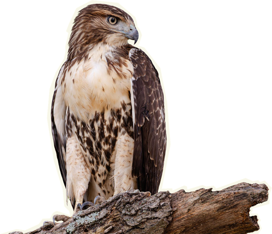 Red-tailed hawk perched on a log